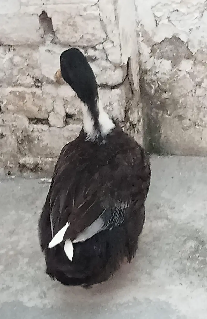 Fully grown fresh double pair of ducks ready for laying eggs — photo 10