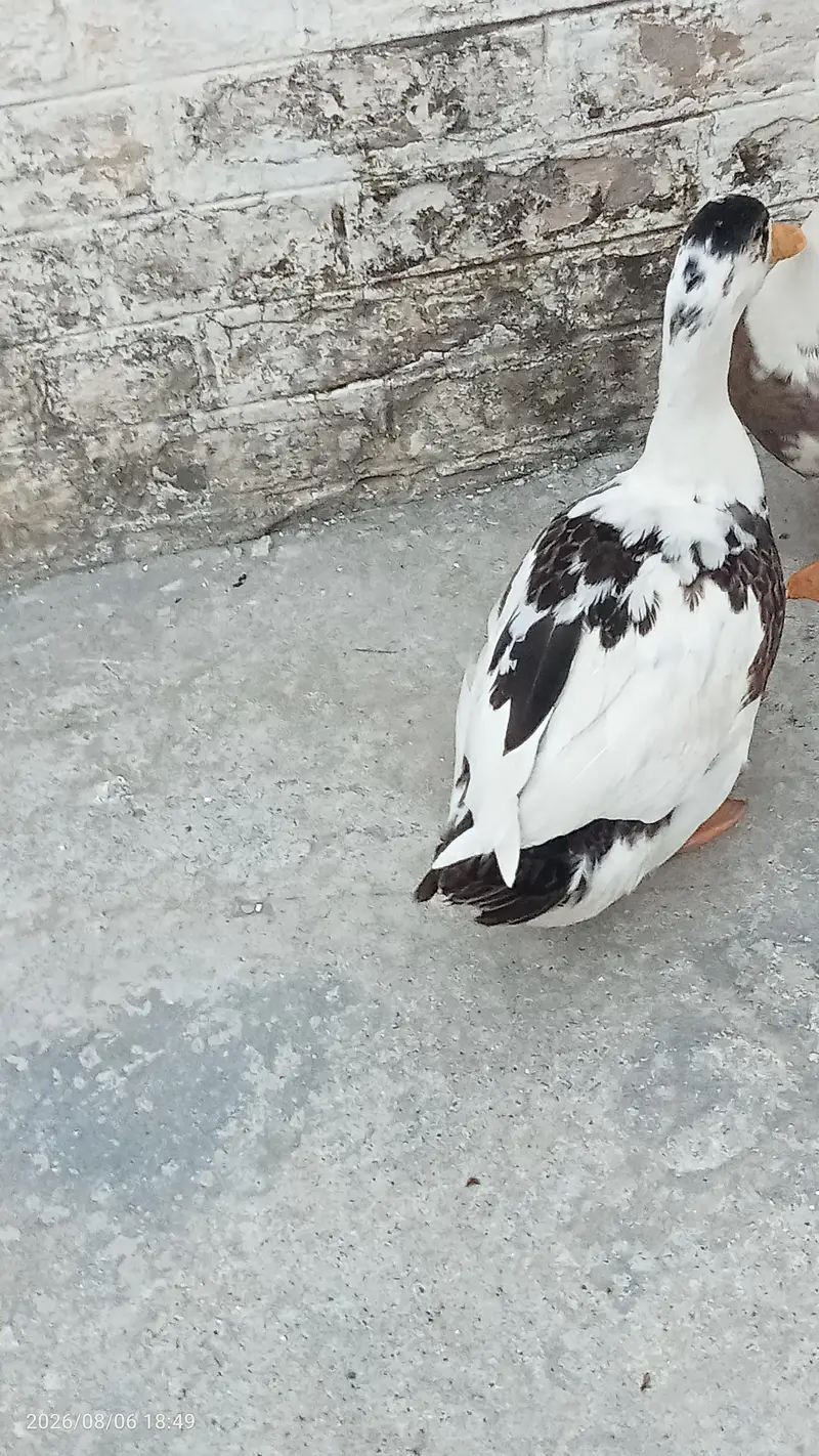 Fully grown fresh double pair of ducks ready for laying eggs — photo 11