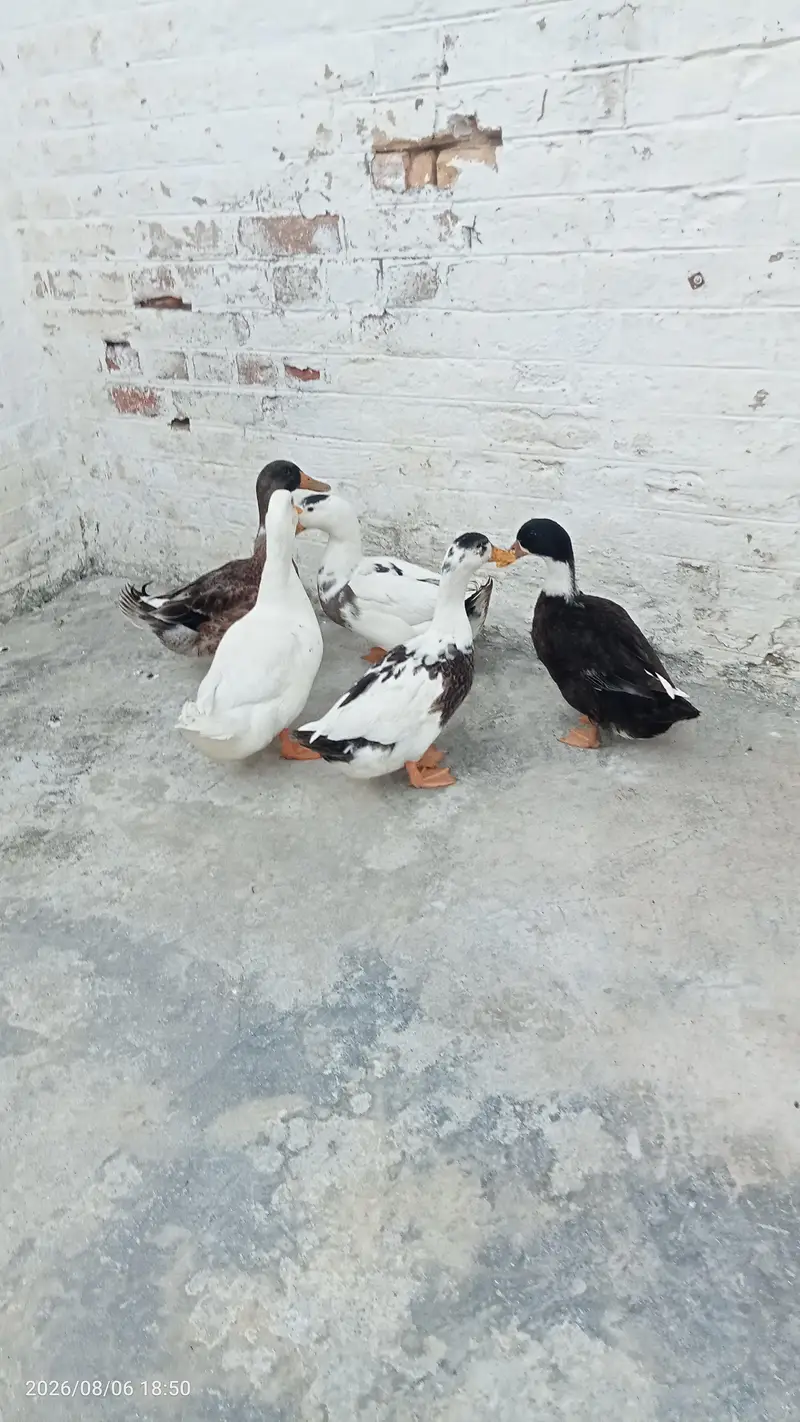 Fully grown fresh double pair of ducks ready for laying eggs — photo 12