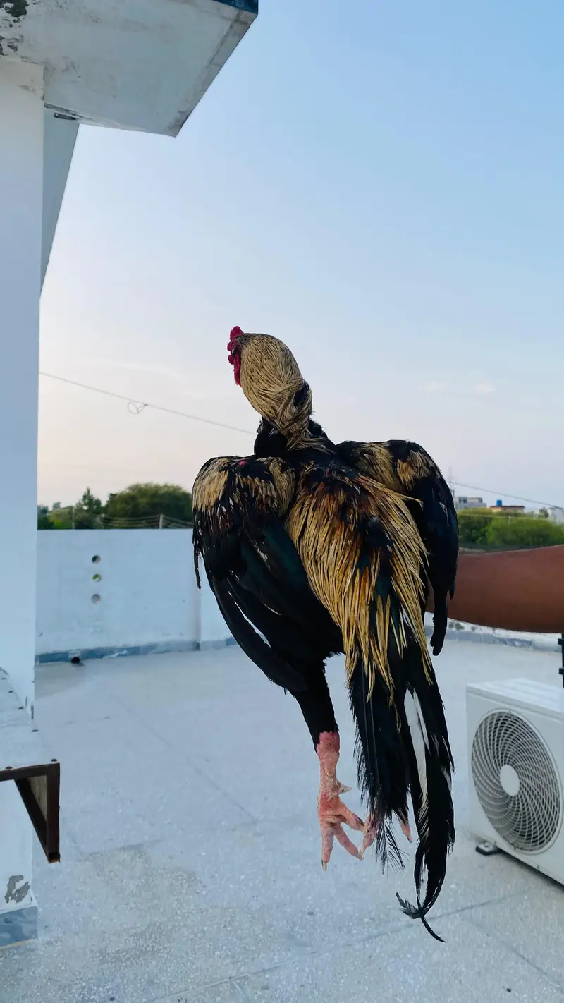 aseel pair — photo 4