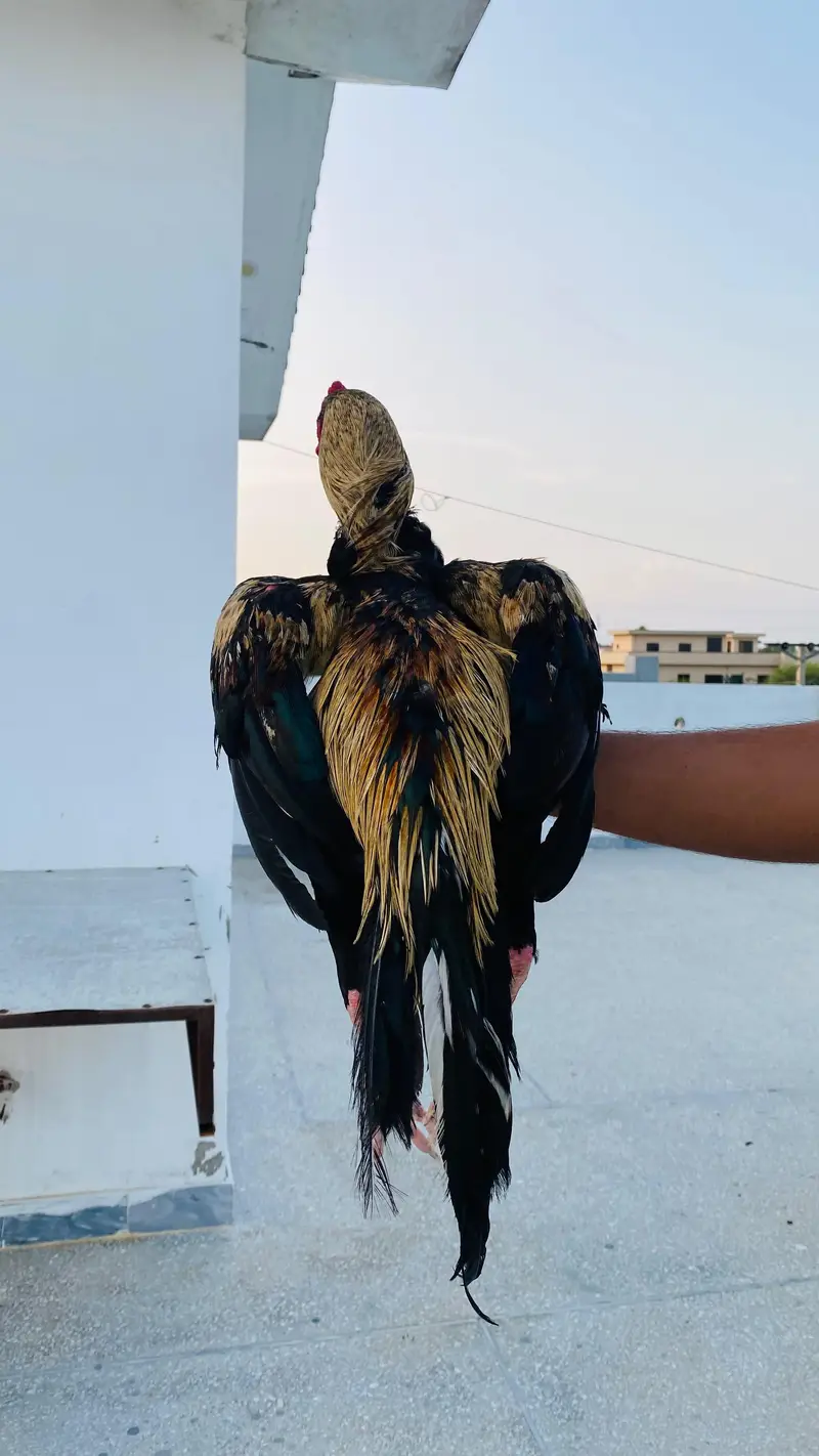 aseel pair — photo 5