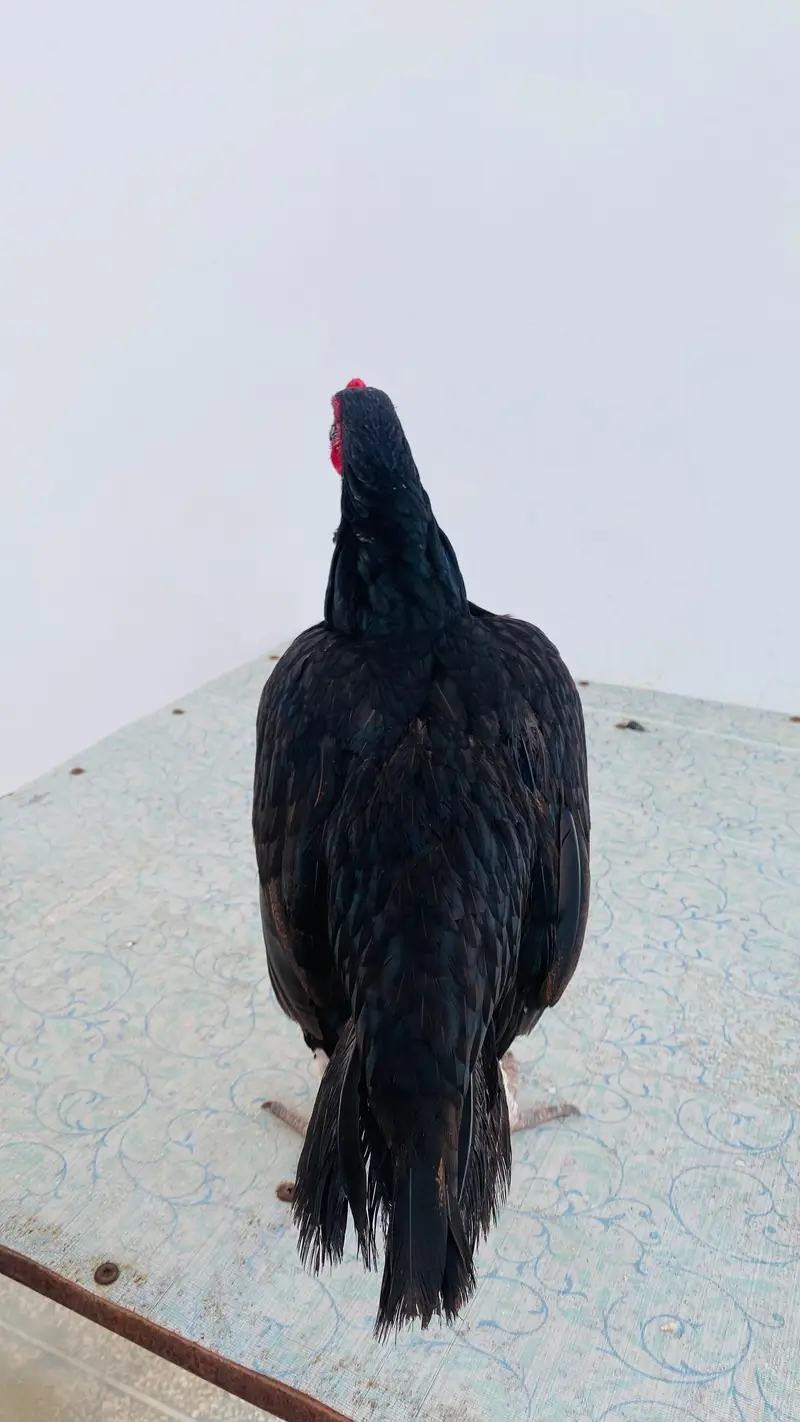 aseel pair — photo 11