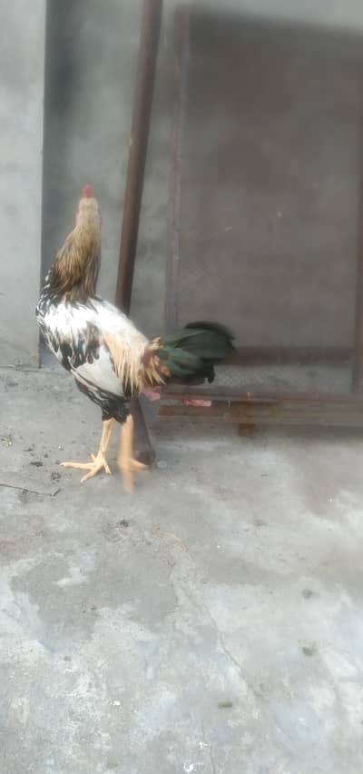 6 month age aseel thai