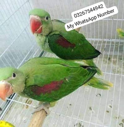 kashmiri raw parrot for sale