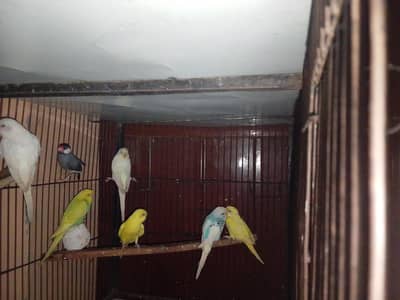 Breeder Birds & Pairs | Java, Lovebirds, Budgies & Diamond Dove