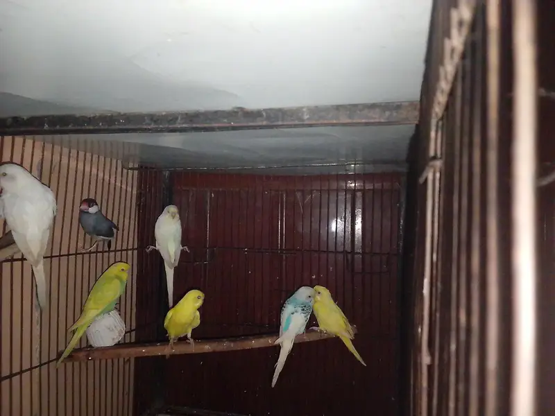Breeder Birds & Pairs | Java, Lovebirds, Budgies & Diamond Dove