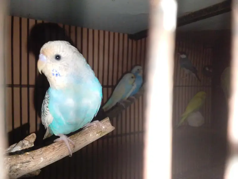 Breeder Birds & Pairs | Java, Lovebirds, Budgies & Diamond Dove — photo 2