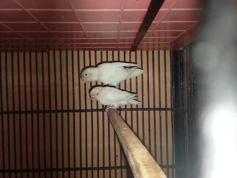 Breeder Birds & Pairs | Java, Lovebirds, Budgies & Diamond Dove — photo 3