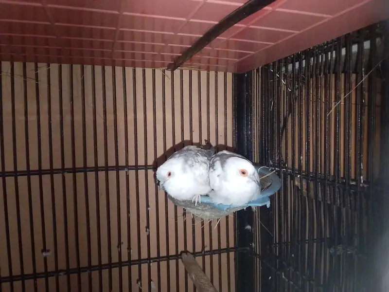 Breeder Birds & Pairs | Java, Lovebirds, Budgies & Diamond Dove — photo 4