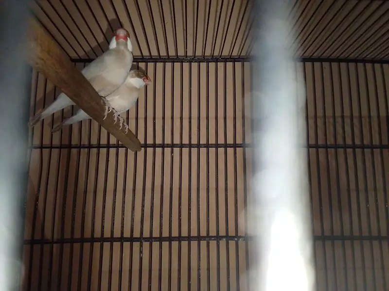 Breeder Birds & Pairs | Java, Lovebirds, Budgies & Diamond Dove — photo 5