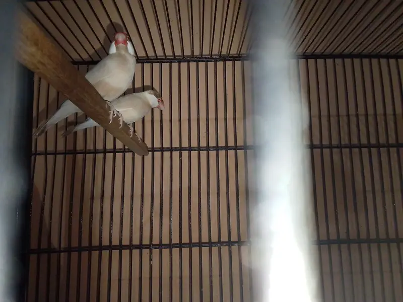 Breeder Birds & Pairs | Java, Lovebirds, Budgies & Diamond Dove — photo 6