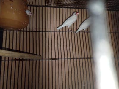 White Java Breader Pair