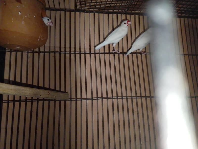White Java Breader Pair 0