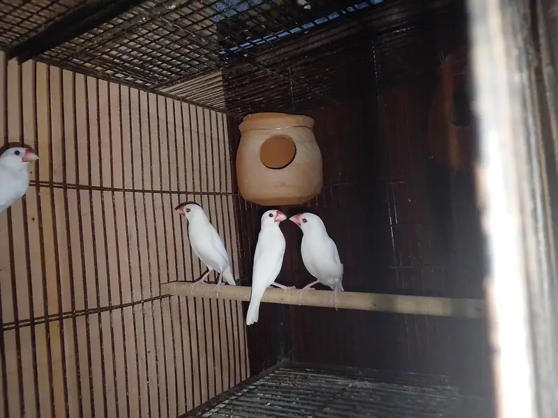 Breeder Birds & Pairs | Java, Lovebirds, Budgies & Diamond Dove — photo 8