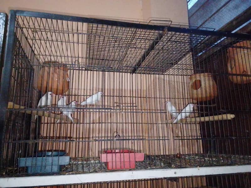 White Java Breader Pair 2