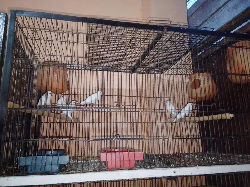 Breeder Birds & Pairs | Java, Lovebirds, Budgies & Diamond Dove — photo 9