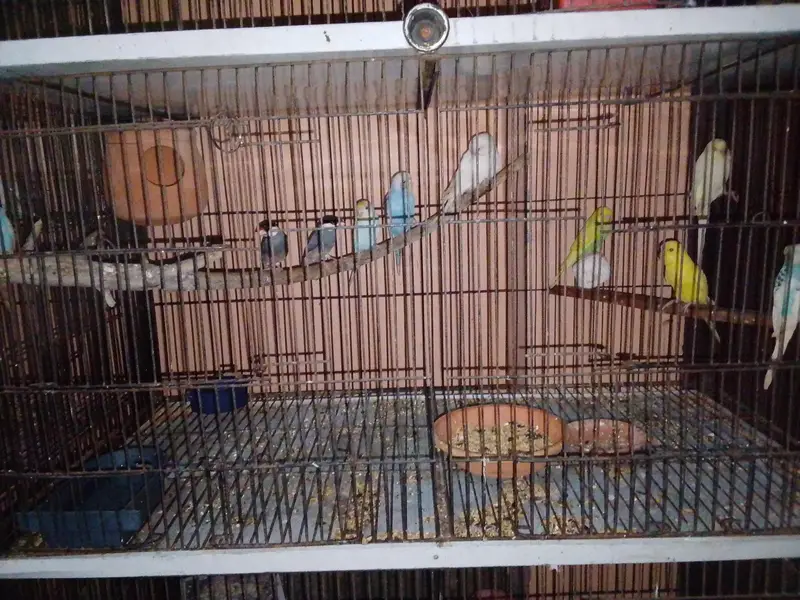 Breeder Birds & Pairs | Java, Lovebirds, Budgies & Diamond Dove — photo 10