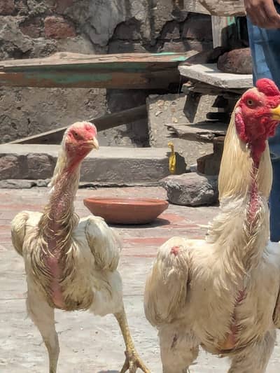White shamo aseel 1 male 2 female