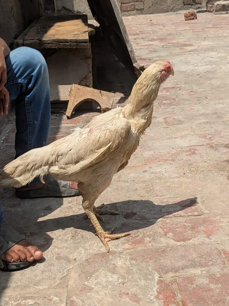 White shamo aseel 1 male 2 female — photo 2
