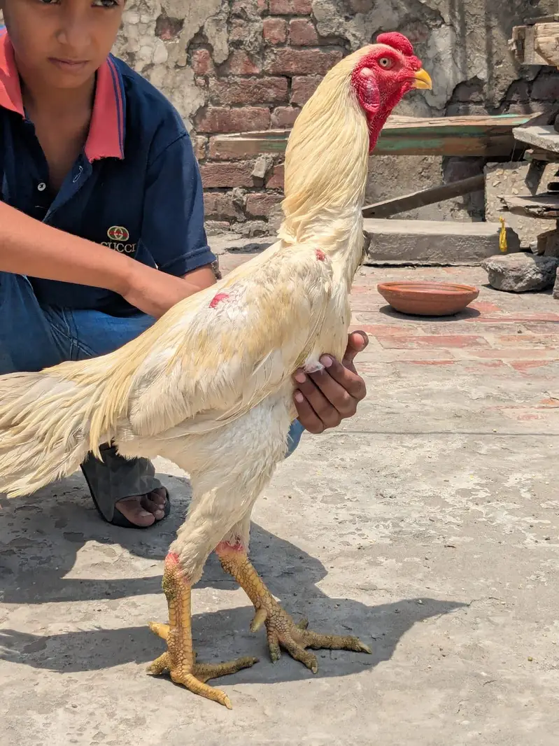 White shamo aseel 1 male 2 female — photo 3