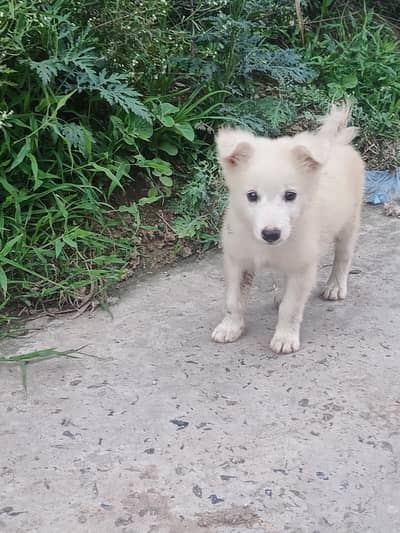 Russion Male Dog