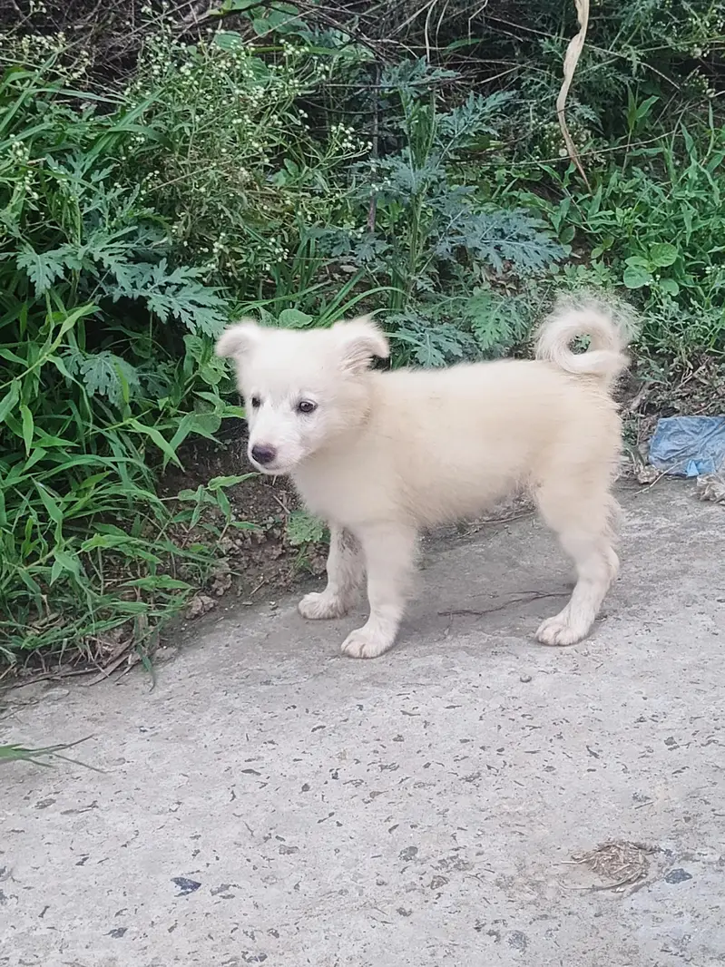 Russion Male Dog — photo 2