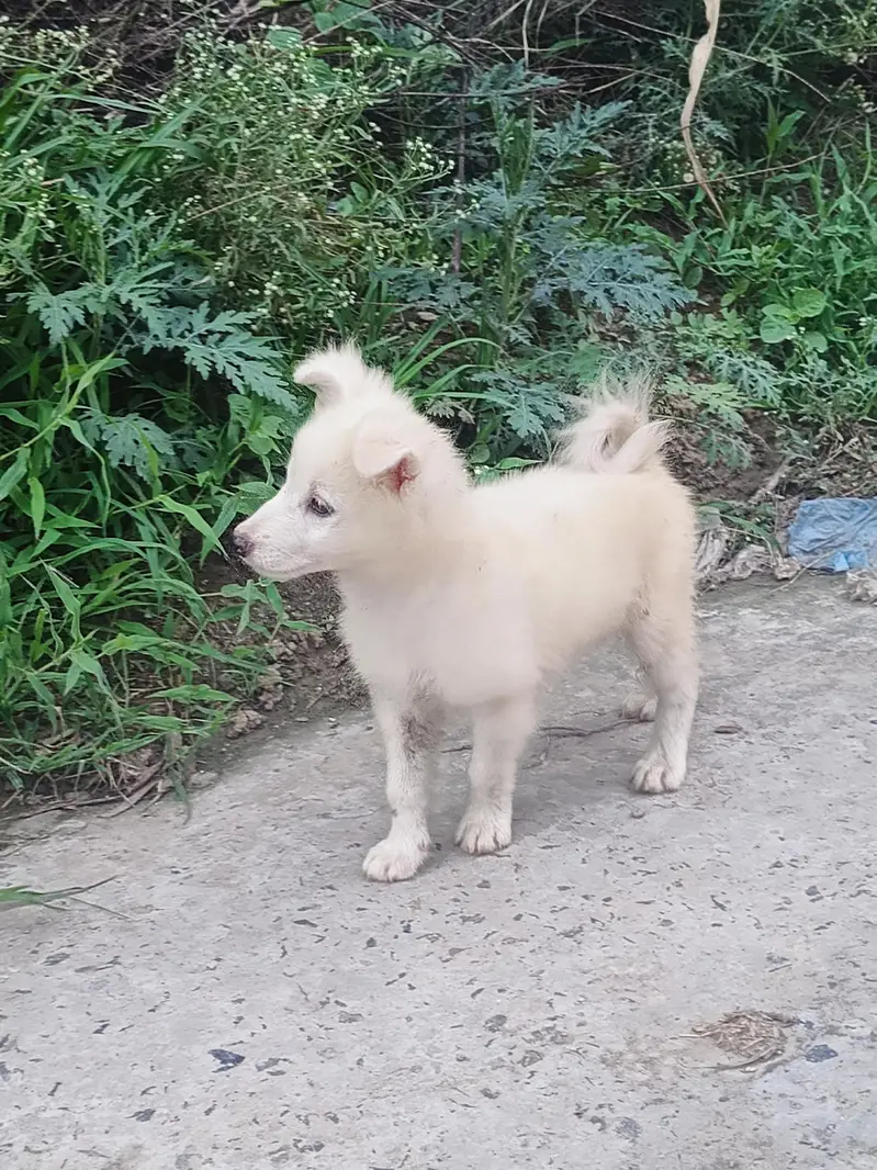 Russion Male Dog — photo 3