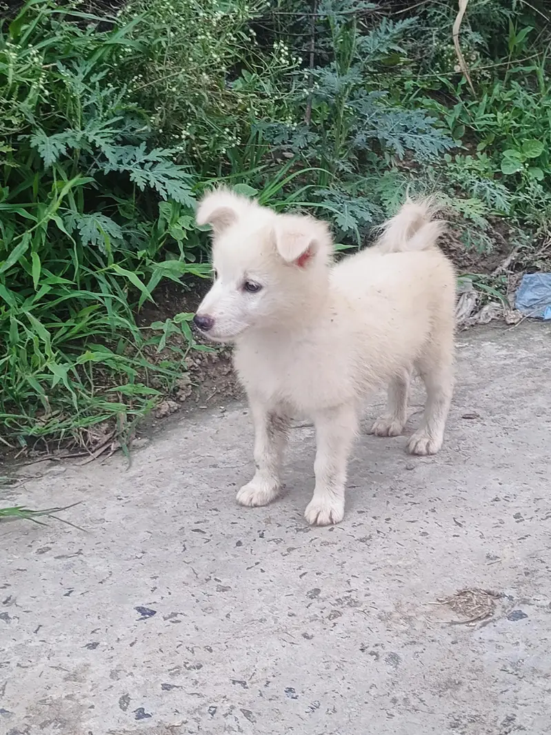 Russion Male Dog — photo 4