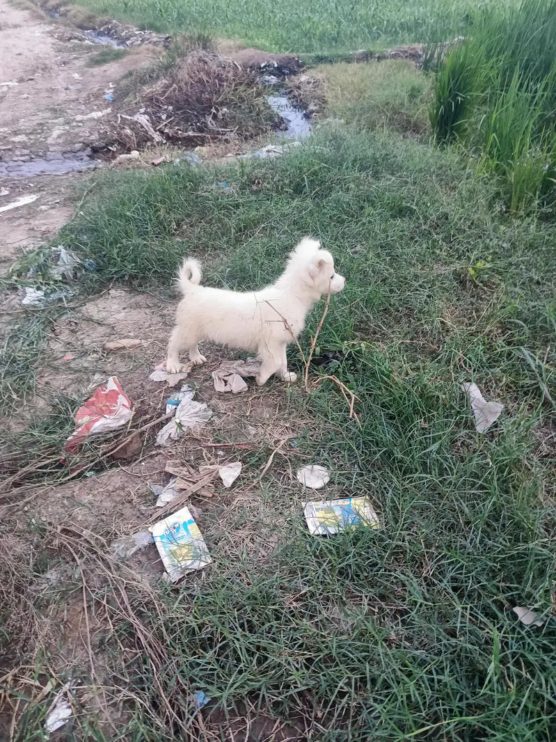 Russion Male Dog — photo 5