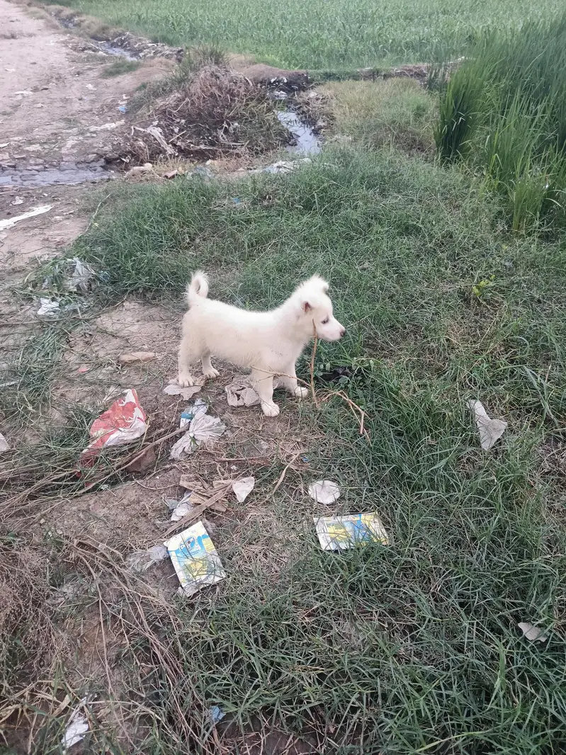 Russion Male Dog — photo 6