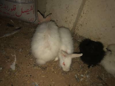 angora rabbits for sale