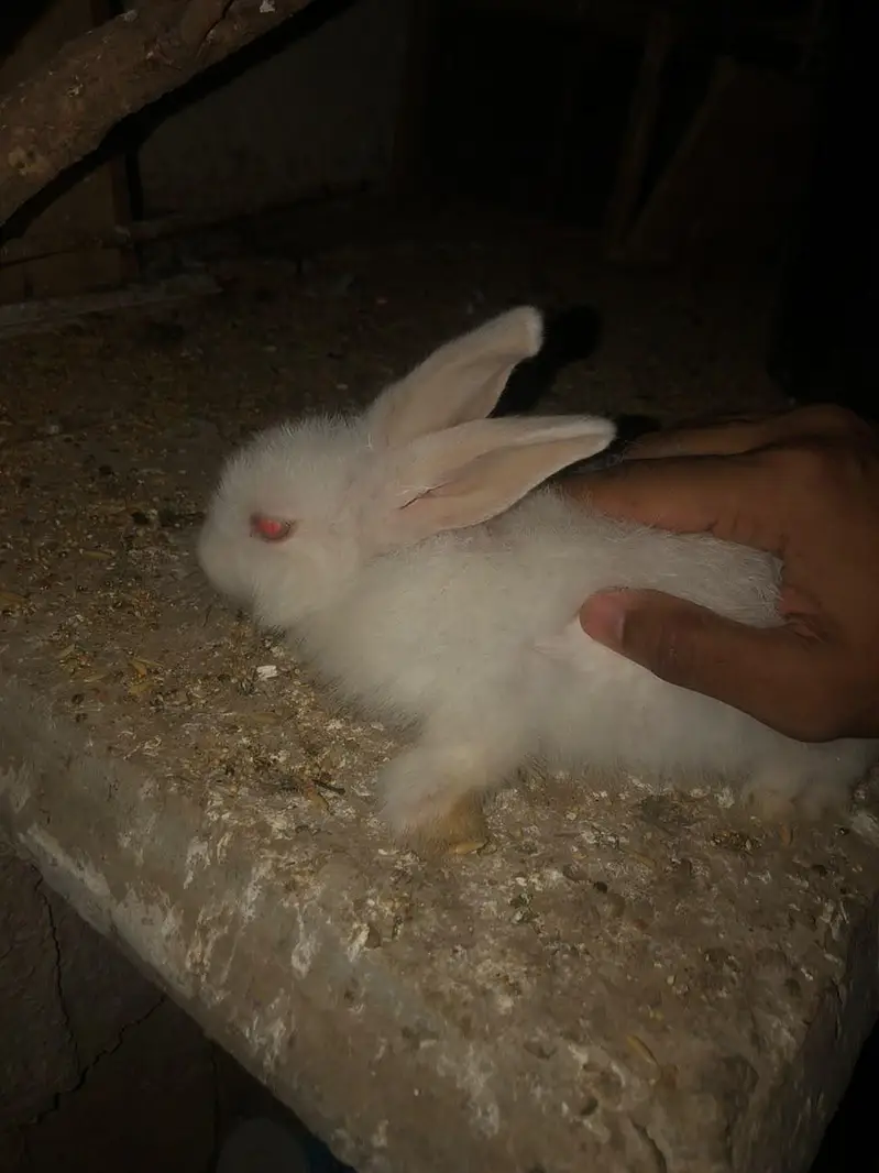 angora rabbits for sale — photo 2