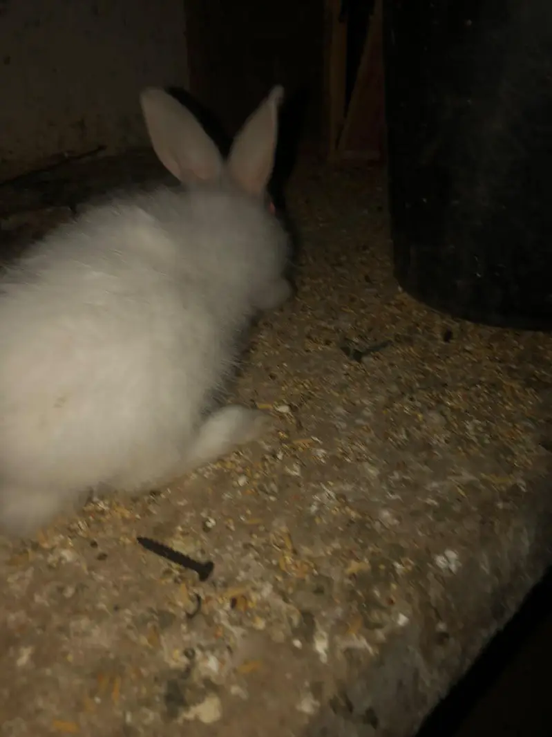 angora rabbits for sale — photo 3