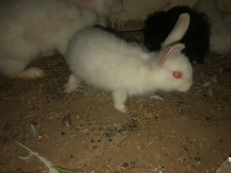 angora rabbits for sale — photo 4