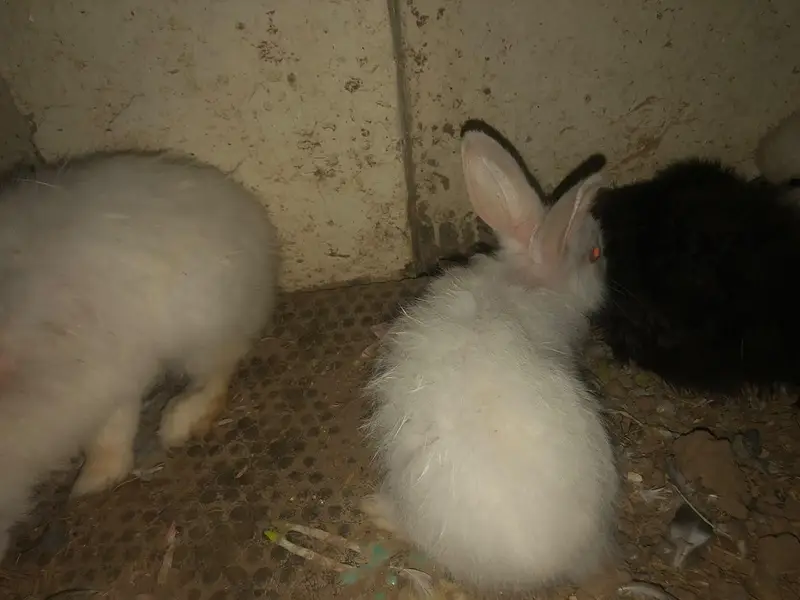 angora rabbits for sale — photo 5