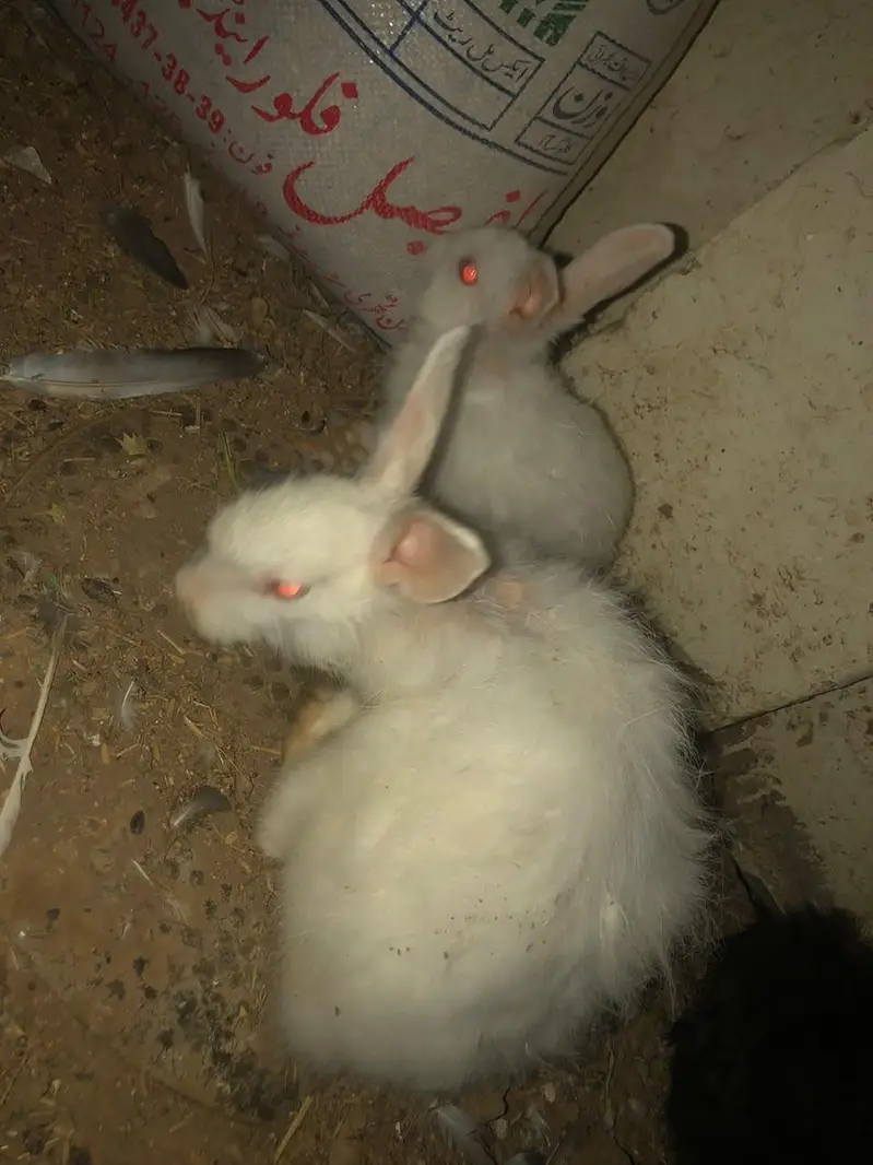 angora rabbits for sale — photo 6