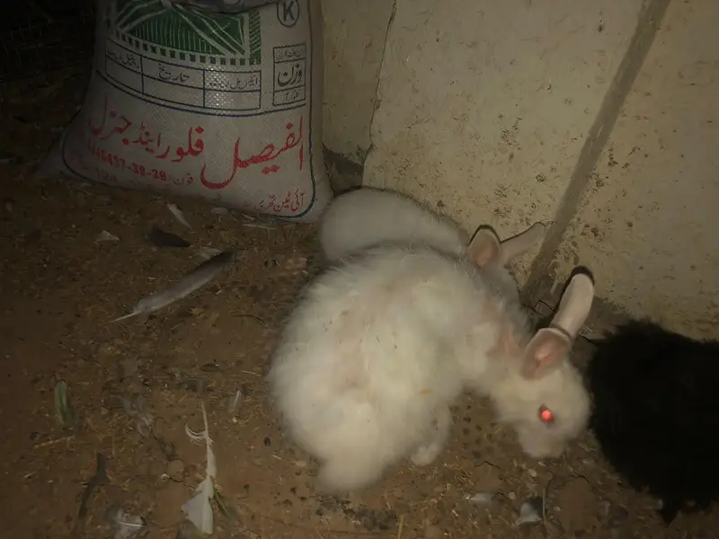 angora rabbits for sale — photo 7