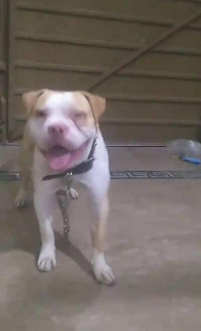 Pitbull Top of Line