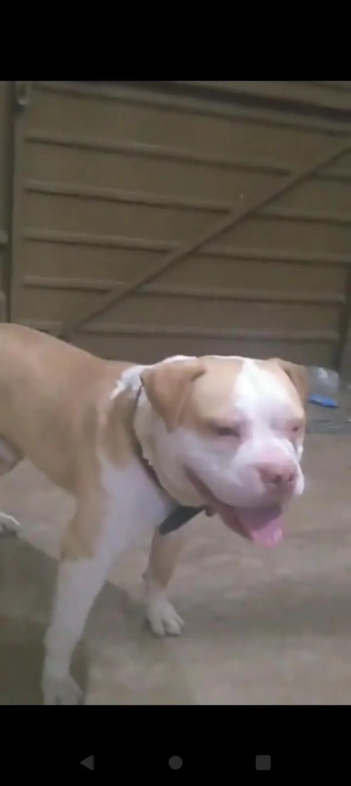 Pitbull Top of Line — photo 2