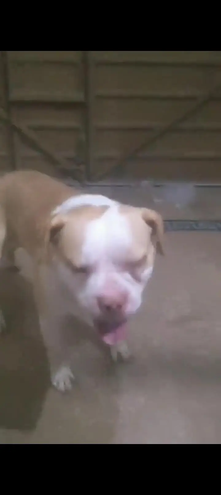 Pitbull Top of Line — photo 3