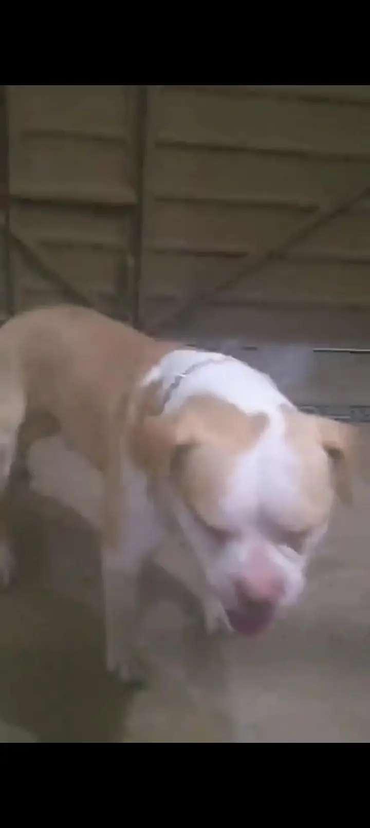 Pitbull Top of Line — photo 4