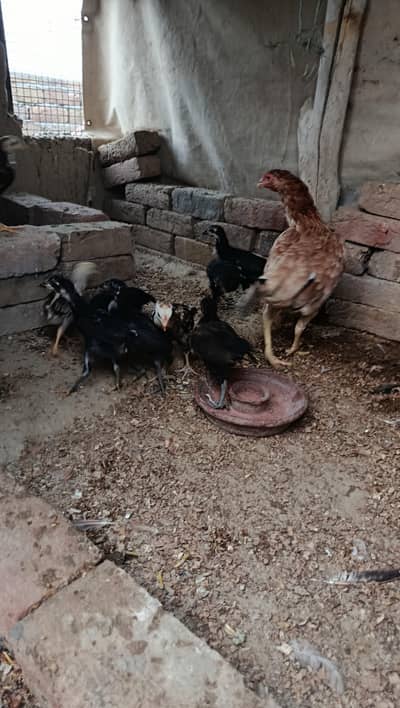 Chicks for sell