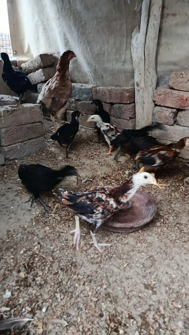 Chicks for sell — photo 2