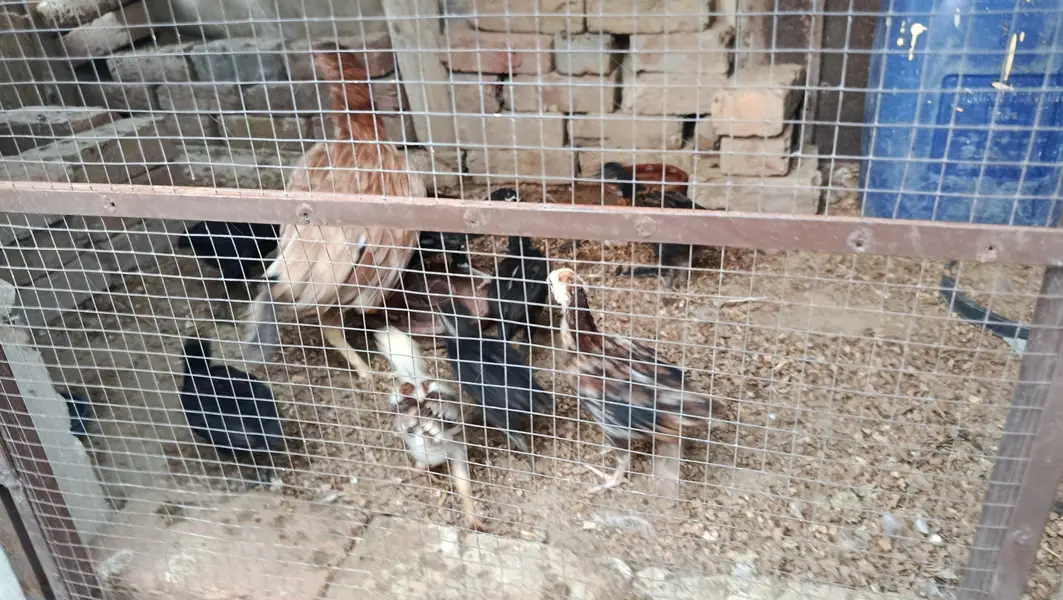 Chicks for sell — photo 3