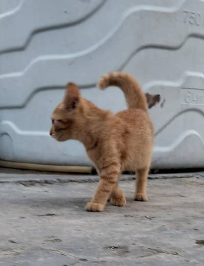 cat for sale