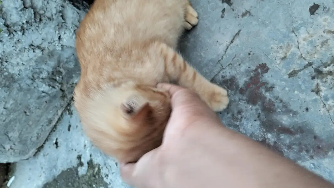tabby kitten — photo 2