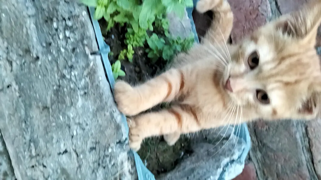 tabby kitten — photo 3