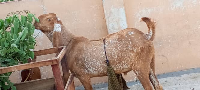 Makhi cheena for sale
