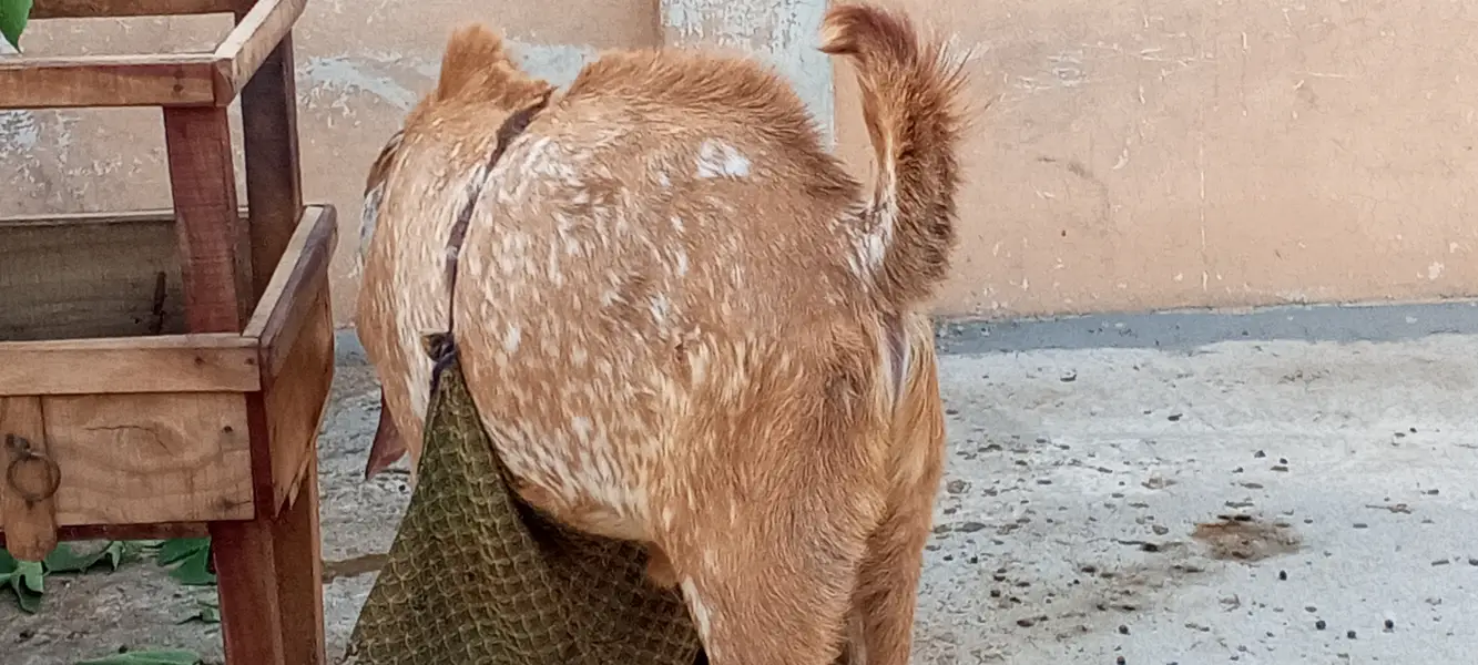 Makhi cheena for sale — photo 4