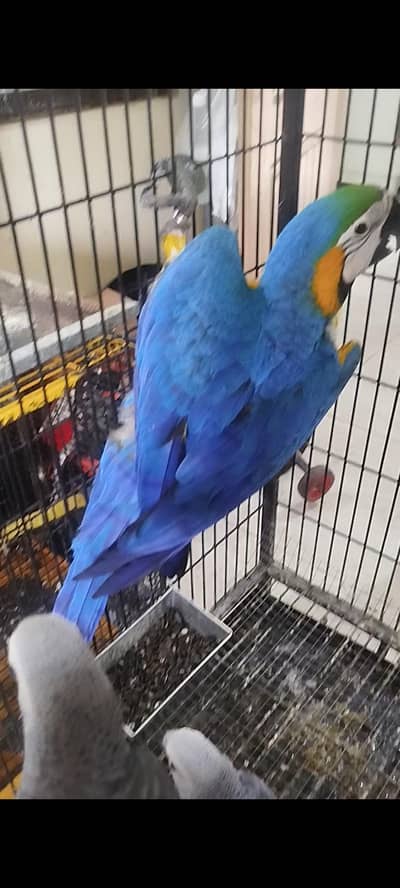 Blue and Gold Macaw